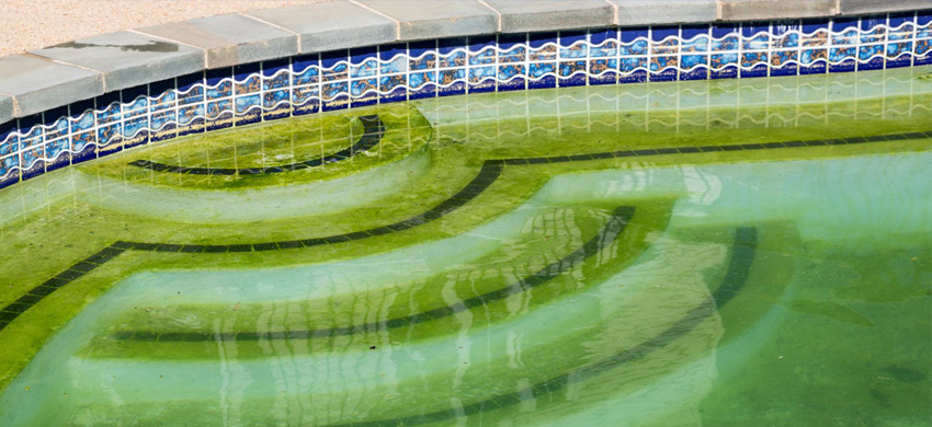 Algae Removal & Prevention Pool Services | Stahlman Pool Company - Naples, Florida